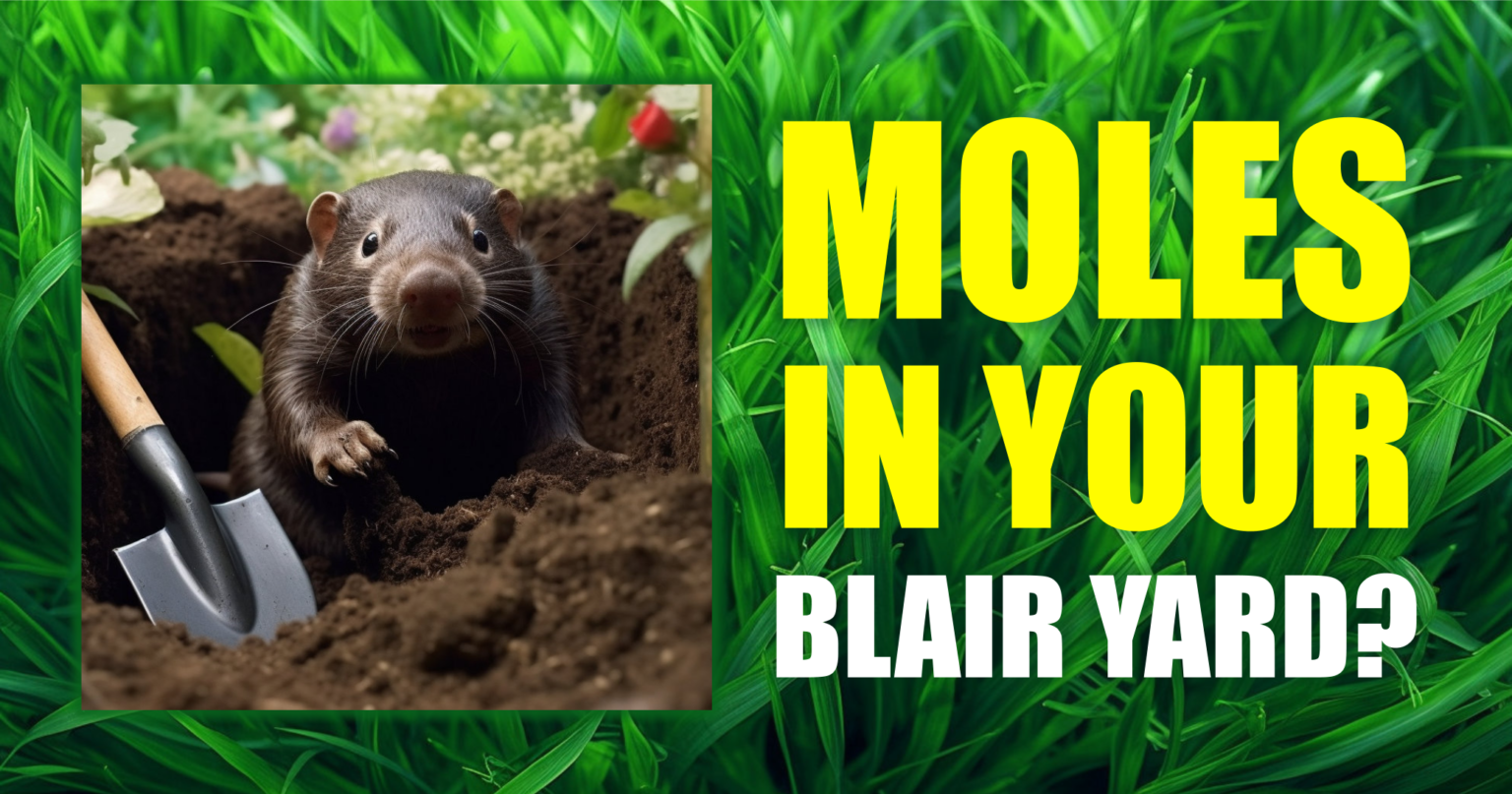How To Control and Eradicate Mole Damage in Your Blair, Nebraska Yard